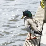 Amsterdam / Rien Den Broeke Village * Loosdrecht