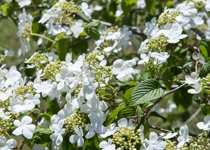 암스테르담 / 로스드레흐트 린 판덴브루커 필라허 루즈으레트