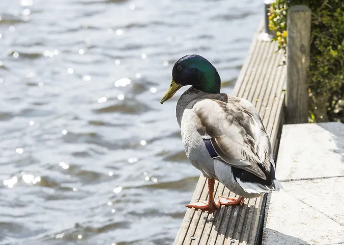 암스테르담 / 로스드레흐트 린 판덴브루커 필라허 * 루즈으레트
