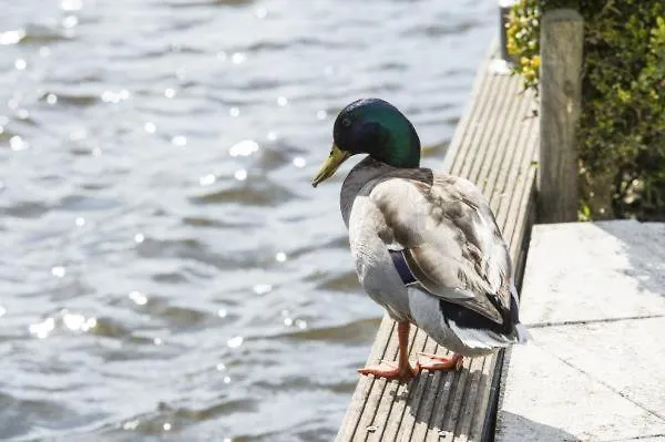 암스테르담 / 로스드레흐트 린 판덴브루커 필라허