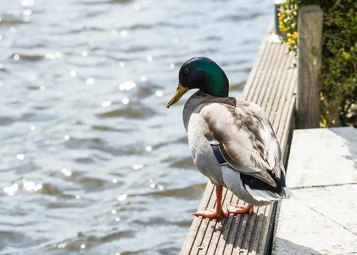 Hébergement de vacances Amsterdam / Rien Den Broeke Village Loosdrecht