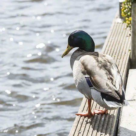 Amsterdam / Rien Den Broeke Village * Лусдрехт