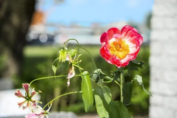 阿姆斯特丹/鲁斯德雷奇璃园范登布如科村度假屋 鲁斯德雷赫特